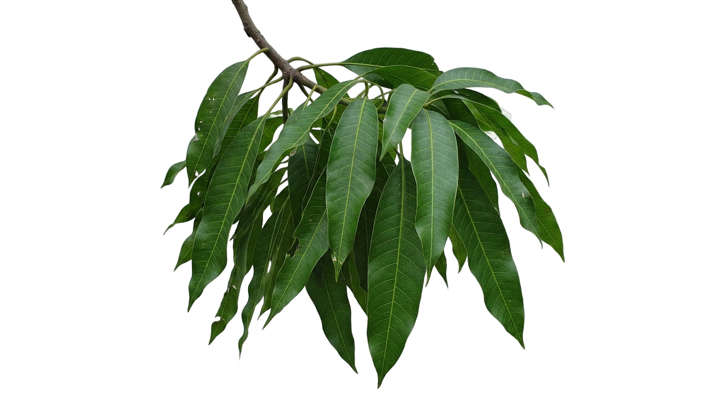 mango tree leaves png PNG transparent background