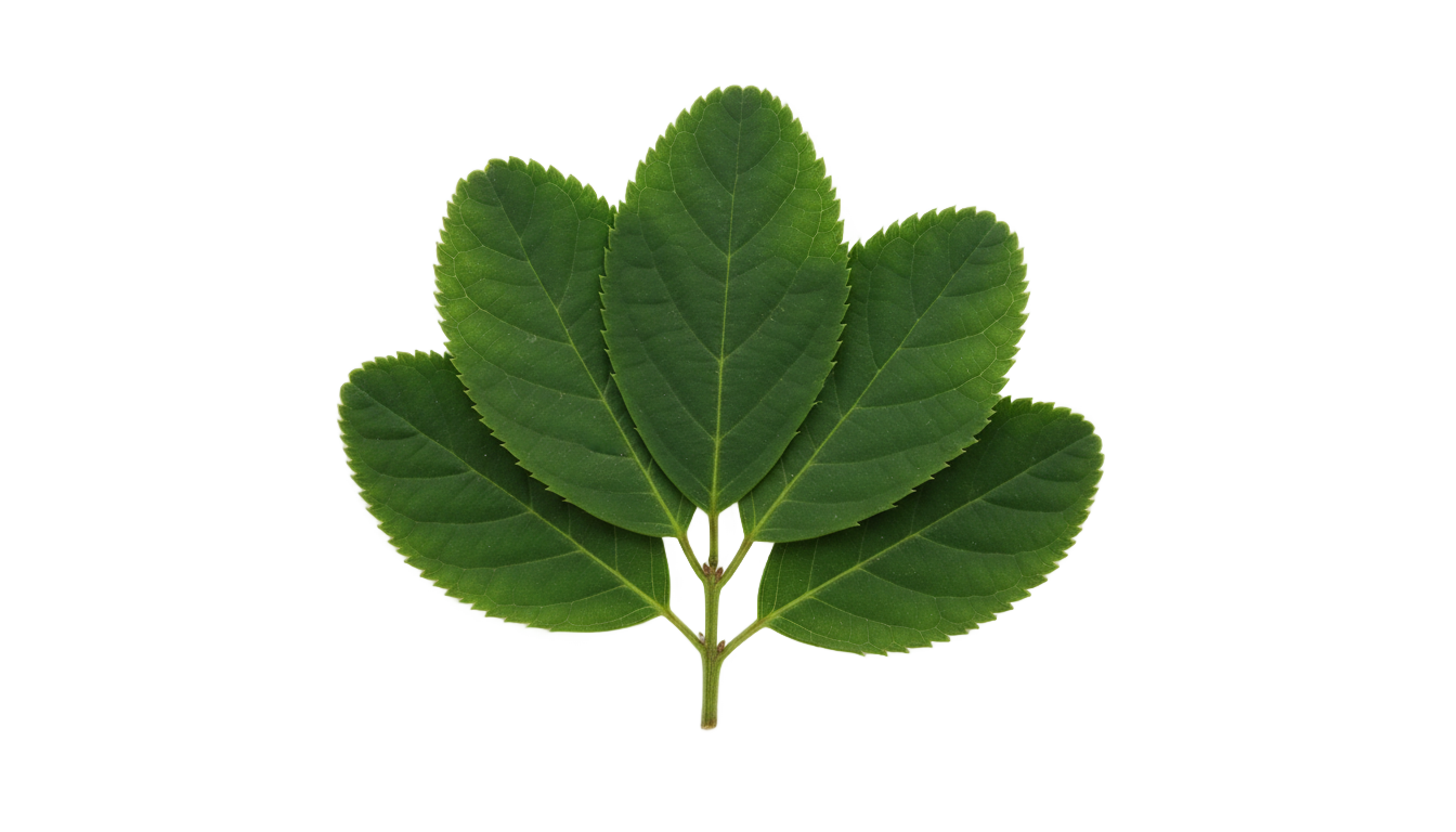 blueberry leaves png PNG transparent background