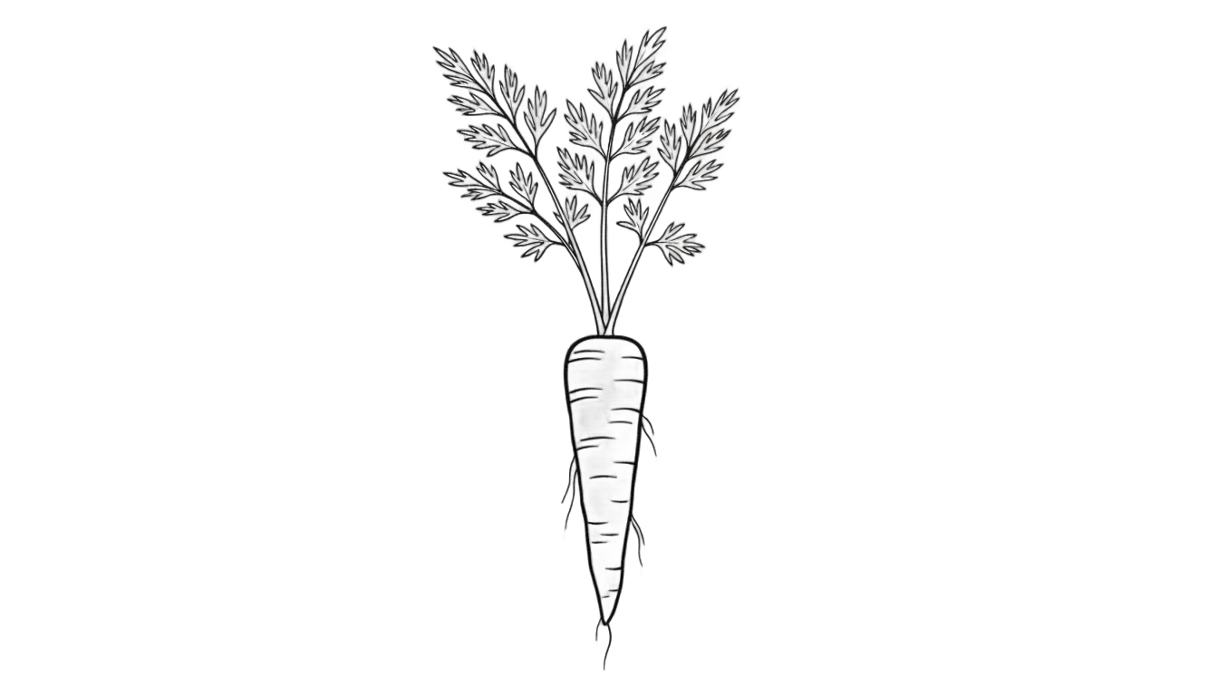 carrot outline png PNG transparent background