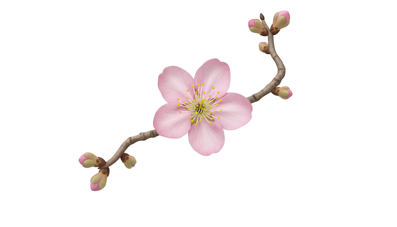 cherry blossom icon png PNG transparent background