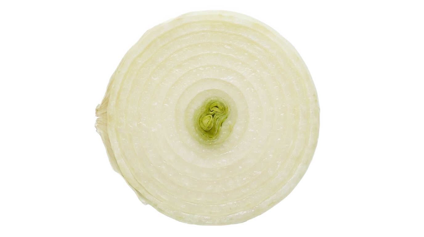 onion slice clipart png PNG transparent background