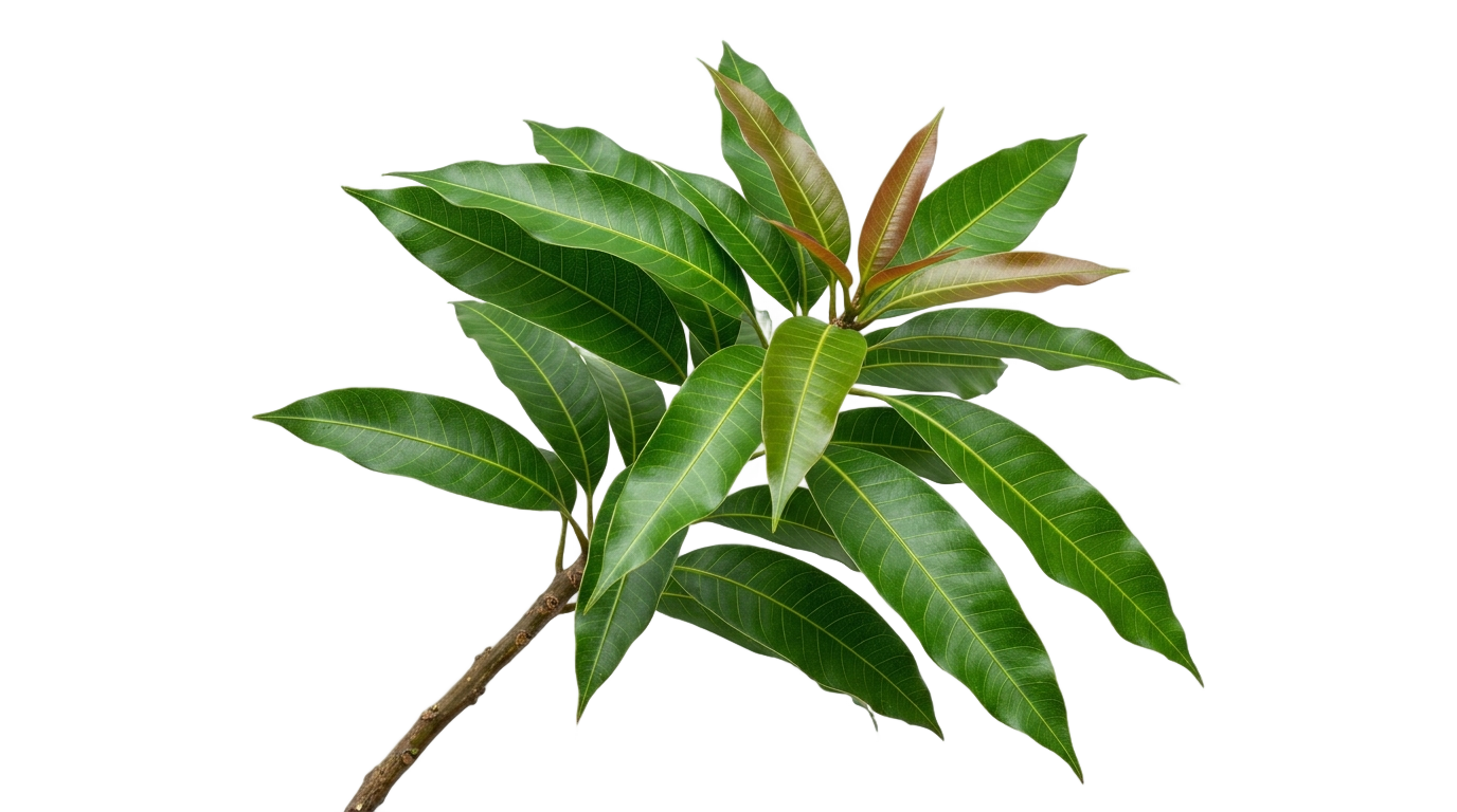 mango leaves png PNG transparent background