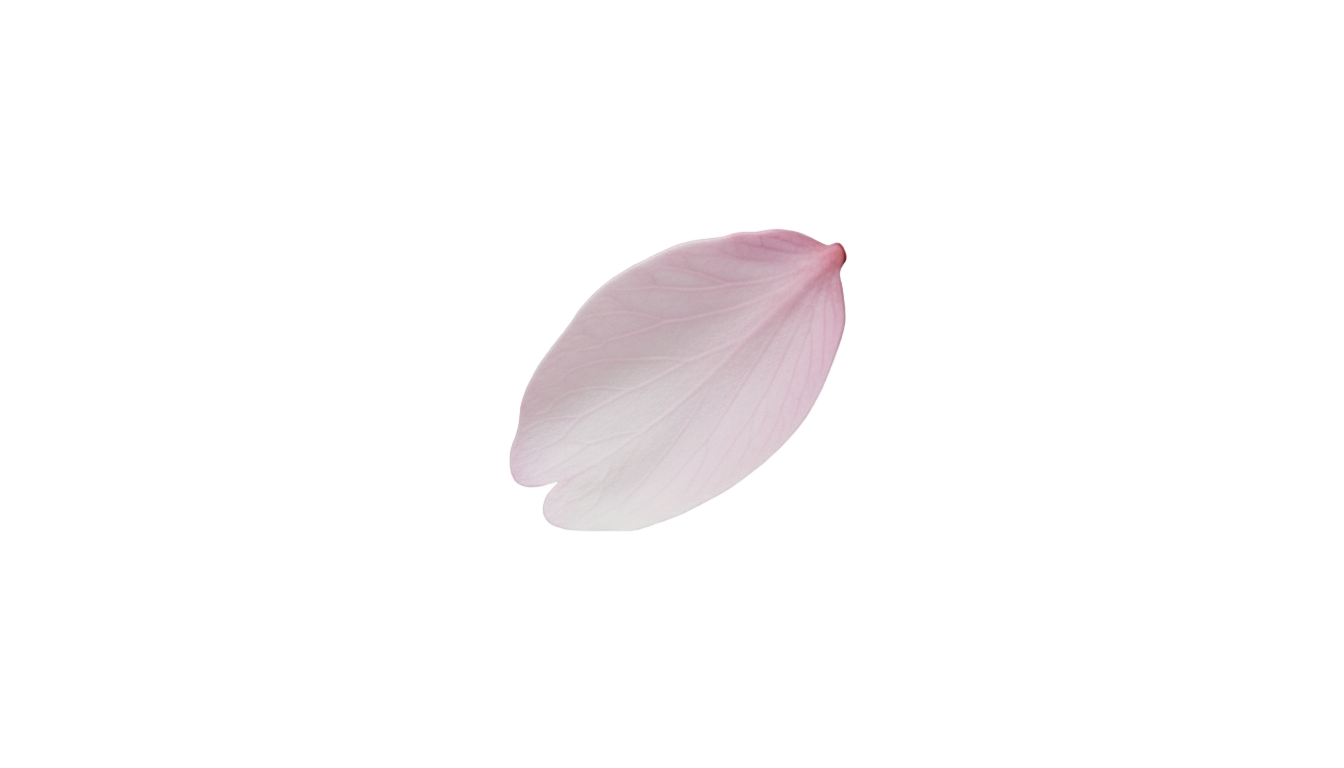 cherry blossom petal png PNG transparent background