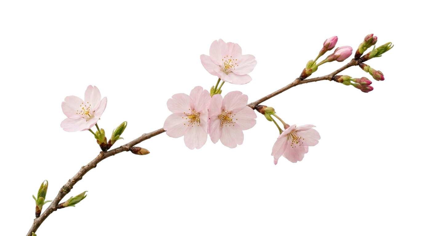 cherry blossom clip art png PNG transparent background