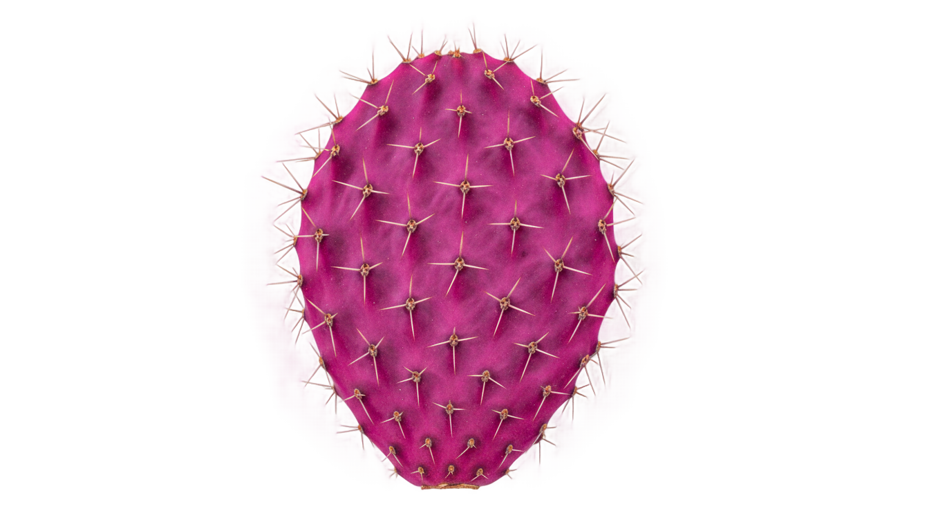 prickly pear png PNG transparent background
