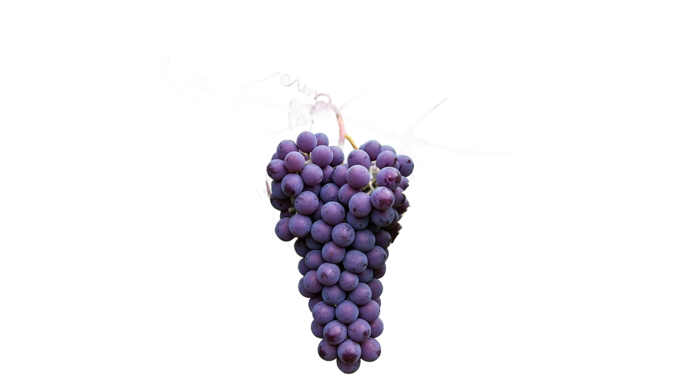 grape plant png PNG transparent background