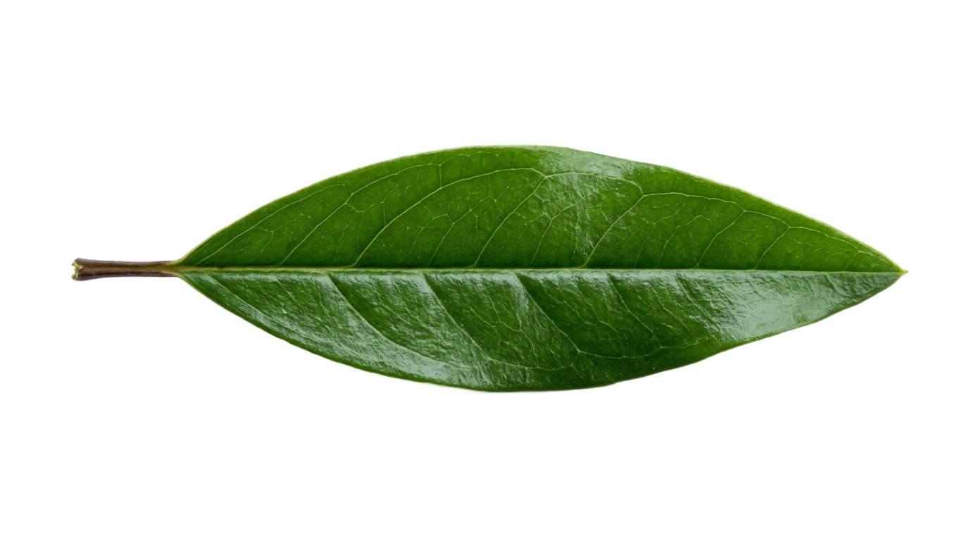 pomegranate leaf png PNG transparent background