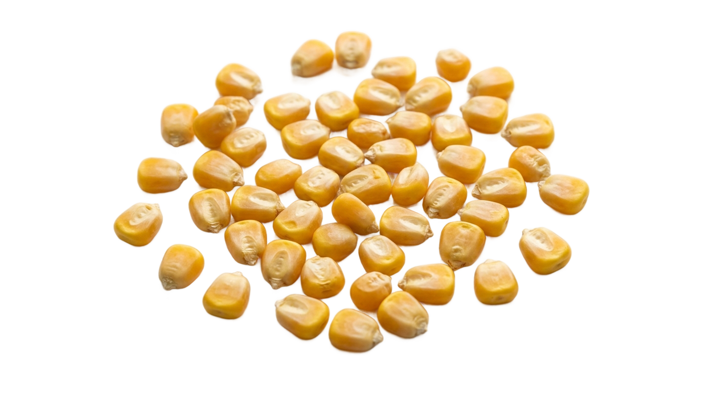 corn seeds png PNG transparent background