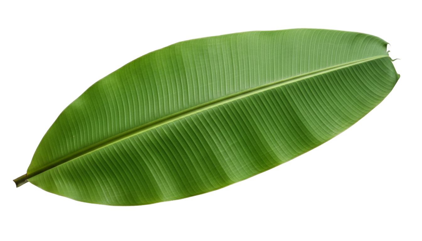 banana leaf clipart png PNG transparent background