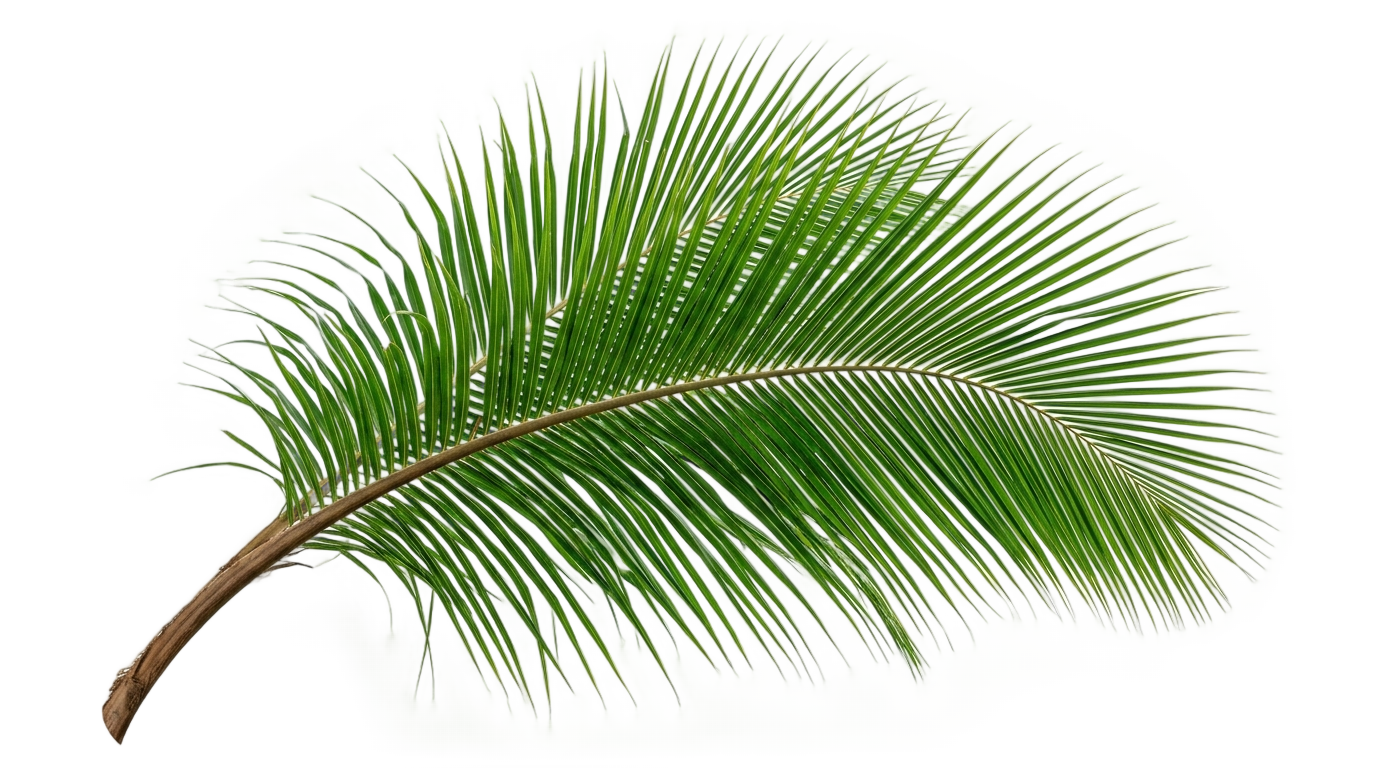 coconut branch png PNG transparent background
