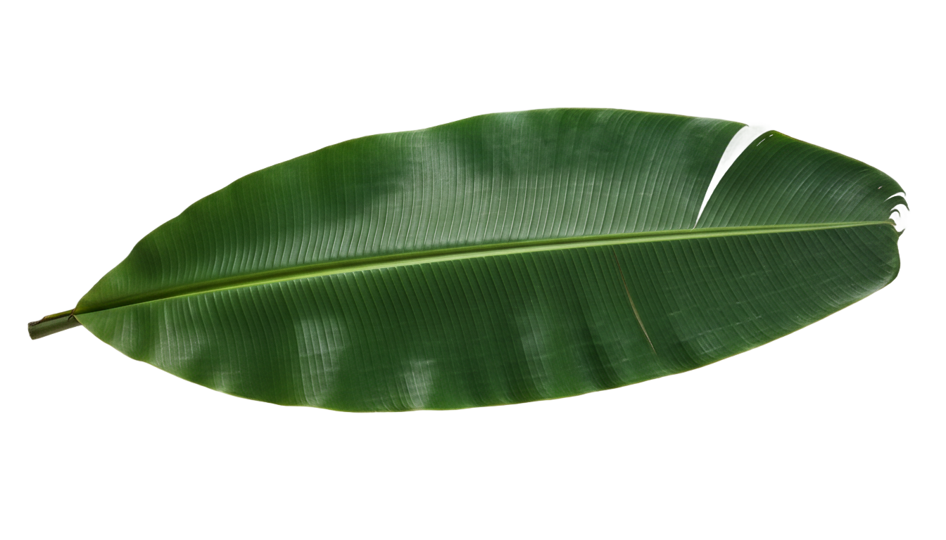 banana leaf plant png PNG transparent background