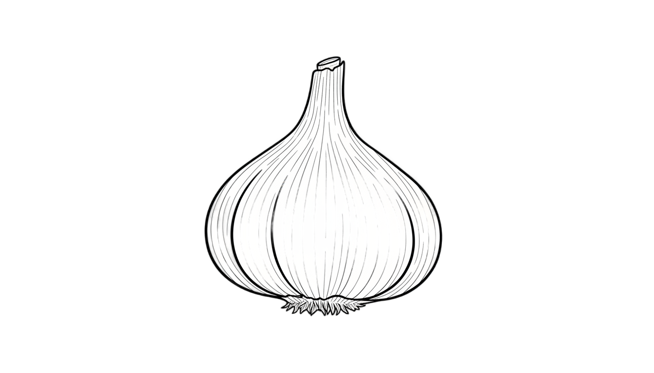 garlic outline png PNG transparent background