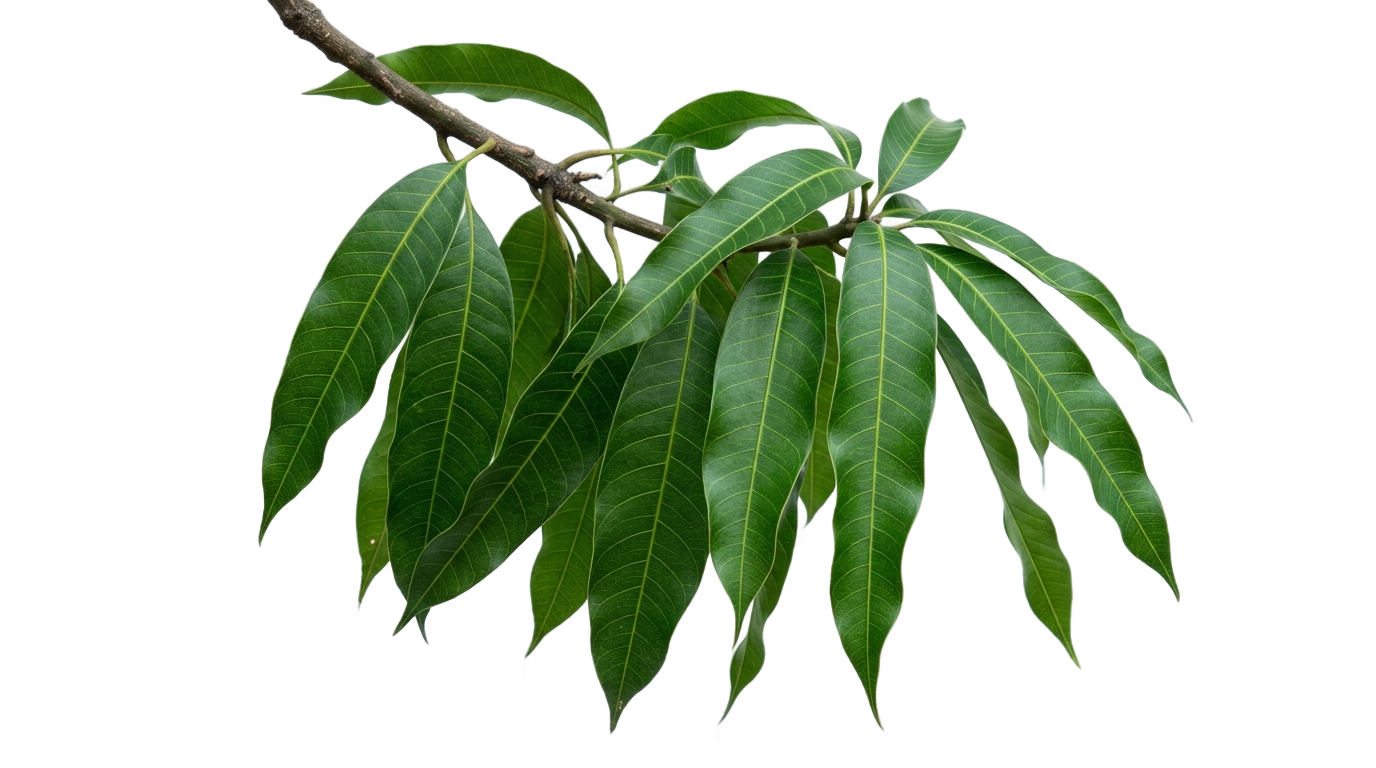 mango tree leaves png PNG transparent background