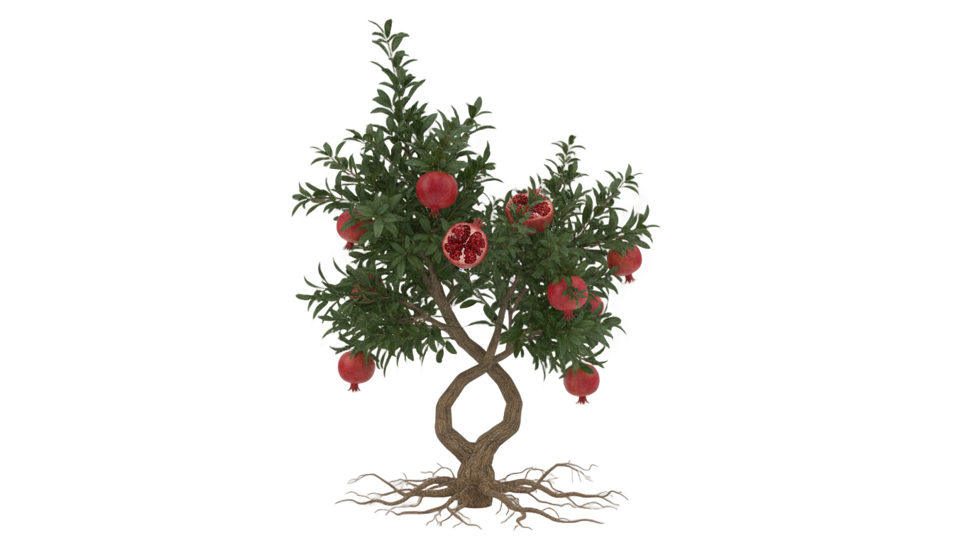 pomegranate tree png PNG transparent background