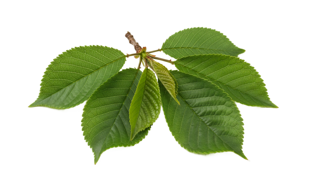 cherry leaves png PNG transparent background