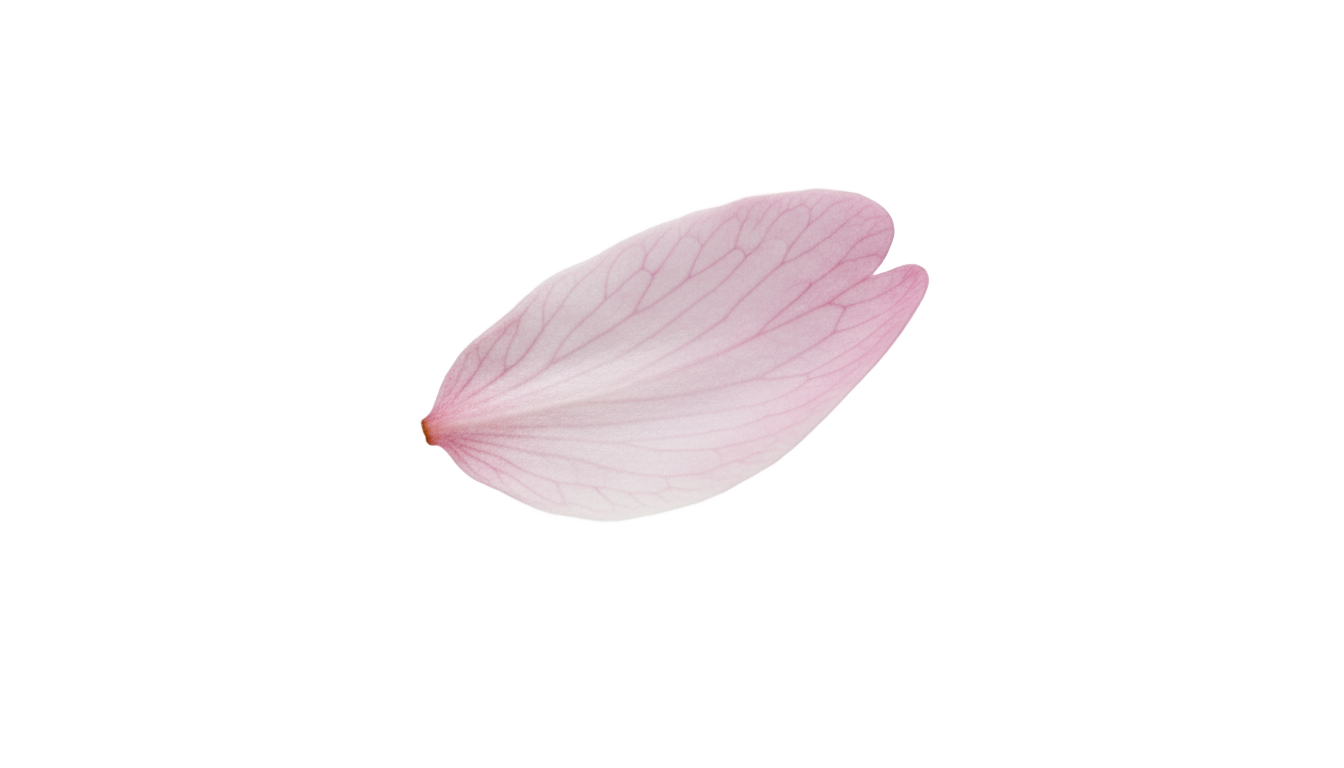 cherry blossom petal png PNG transparent background