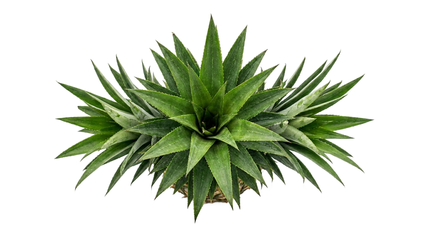 pineapple leaves png PNG transparent background
