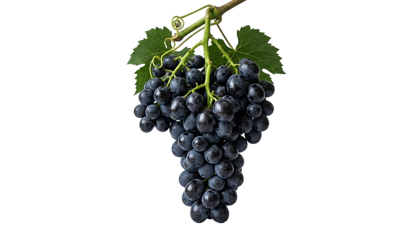 black grape png PNG transparent background