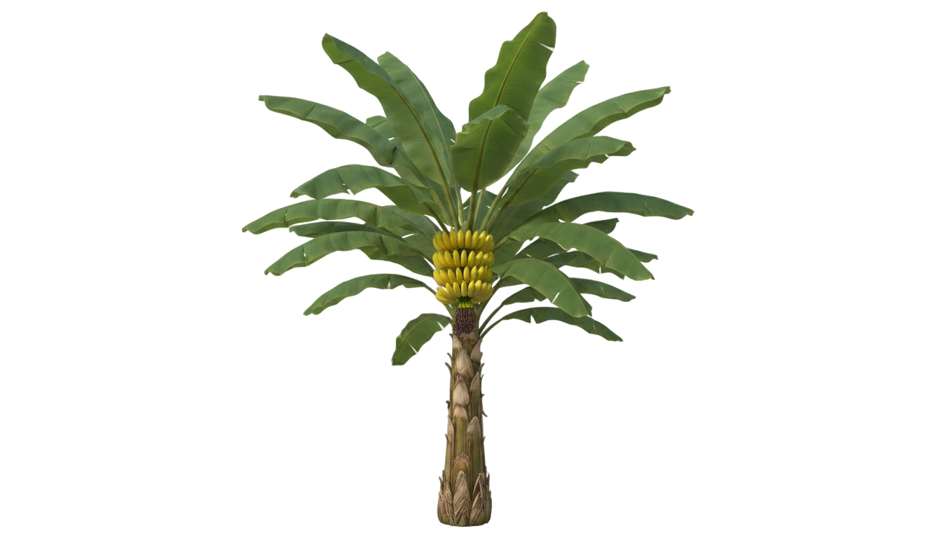 banana tree png clipart PNG transparent background