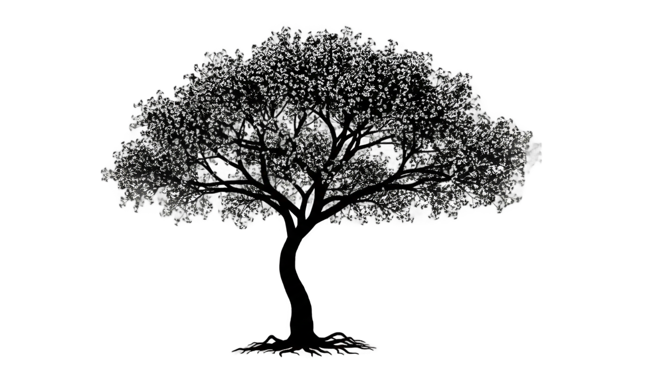 cherry blossom tree silhouette png PNG transparent background
