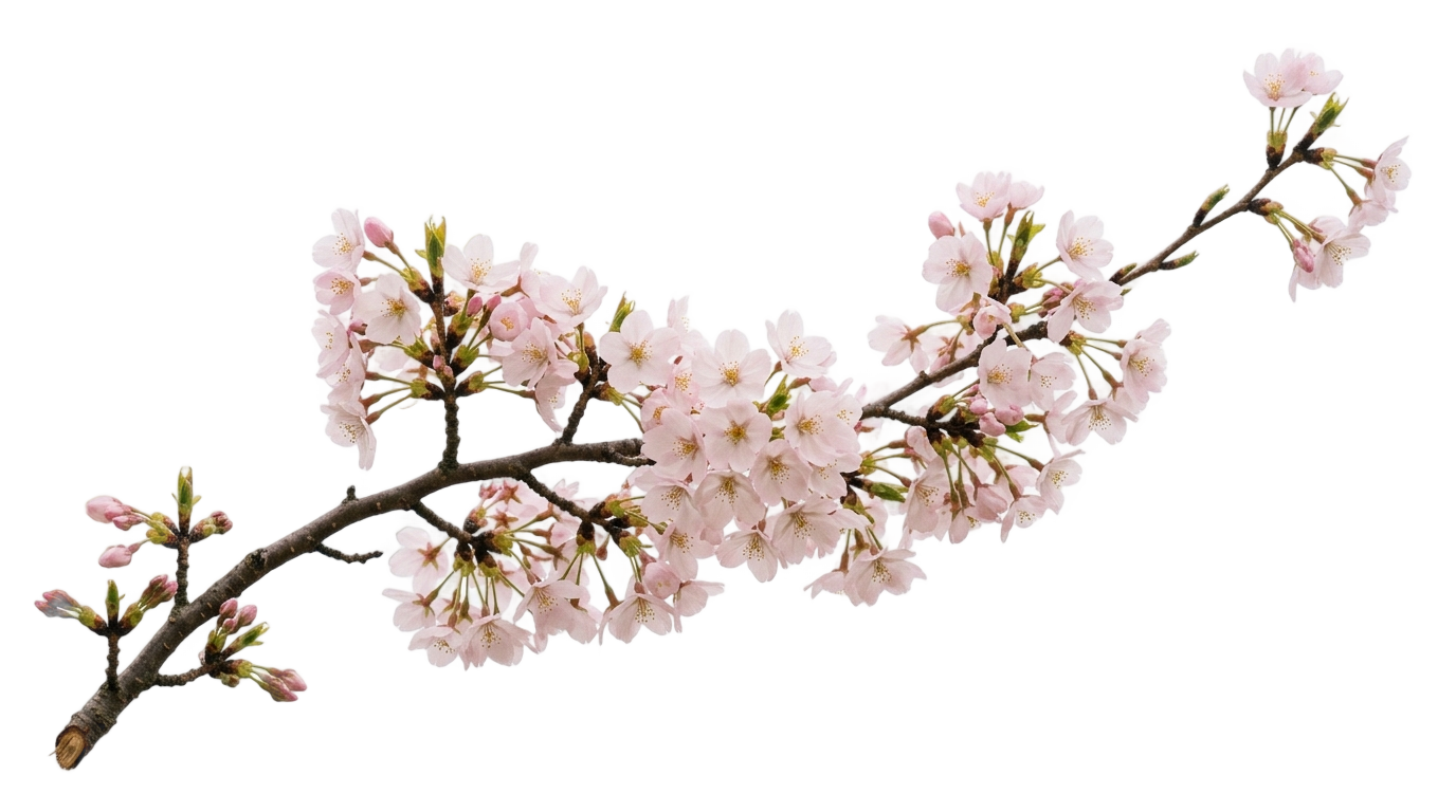 cherry blossom illustration png PNG transparent background