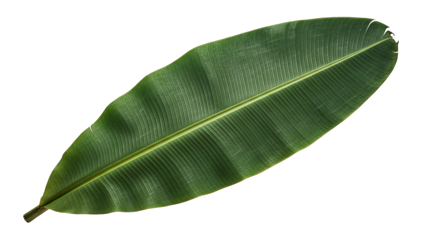 banana leaf plant png PNG transparent background