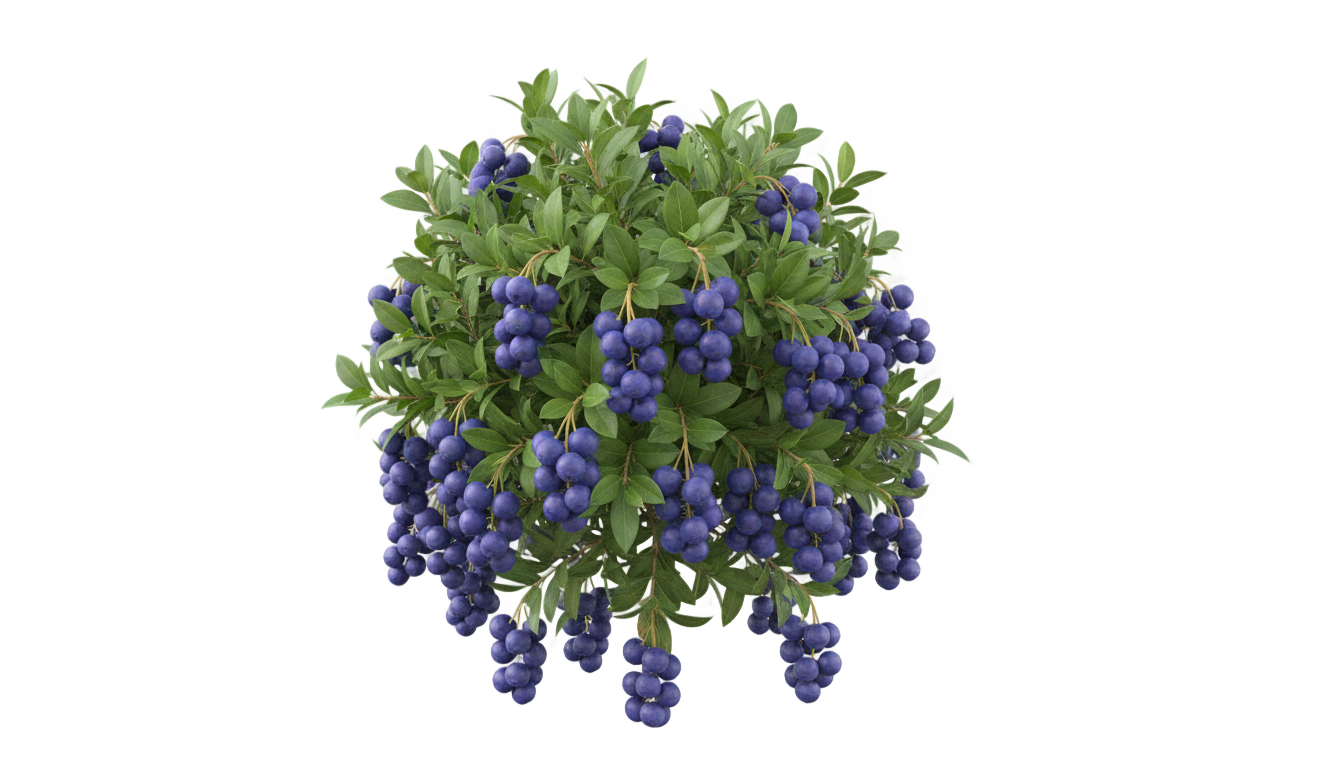 blueberry bush png PNG transparent background