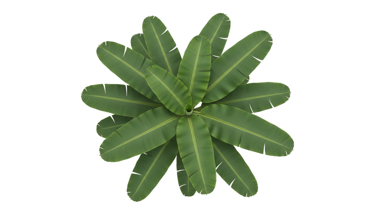 banana tree top view png PNG transparent background