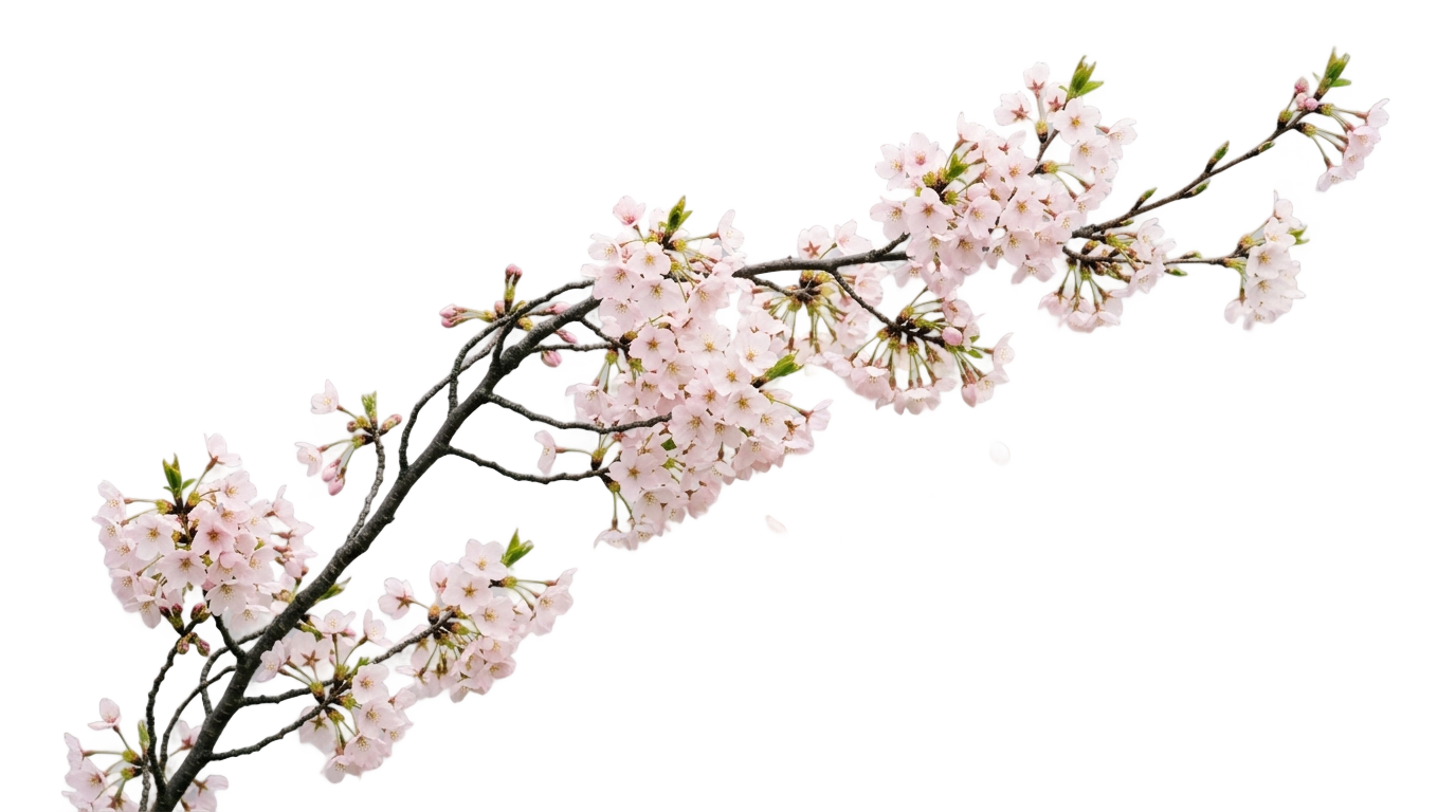anime cherry blossom png PNG transparent background