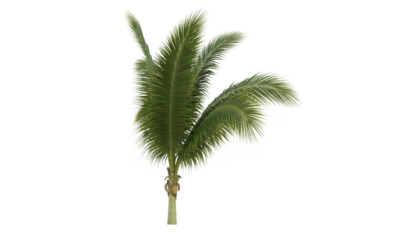 coconut leaf png PNG transparent background