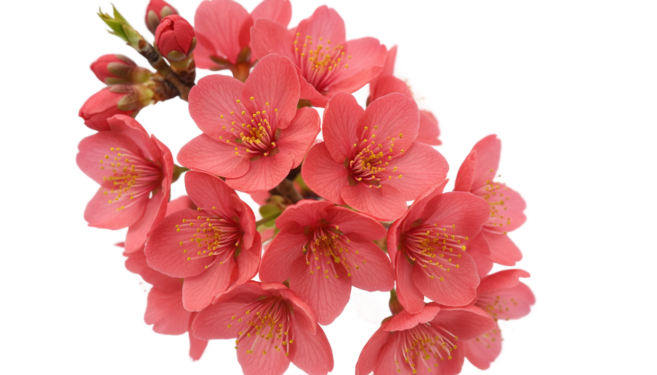 red cherry blossom png PNG transparent background