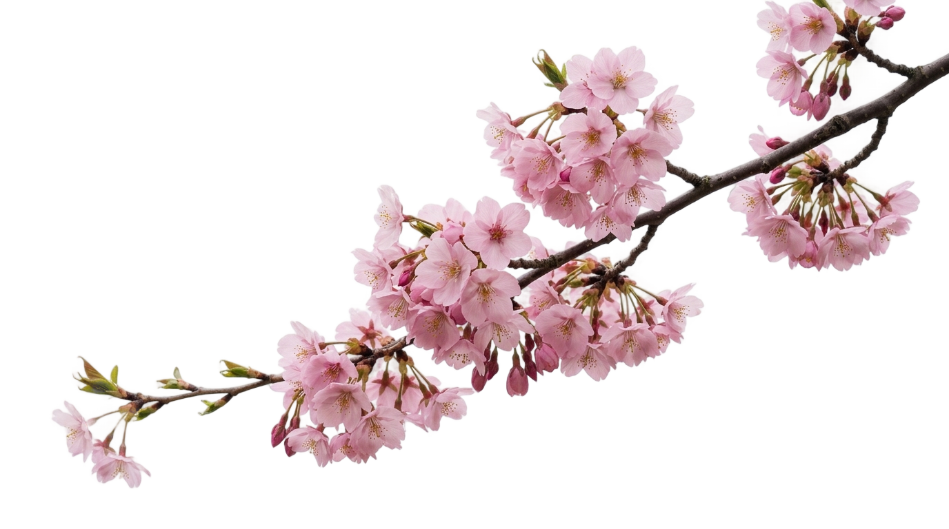 real cherry blossom png PNG transparent background