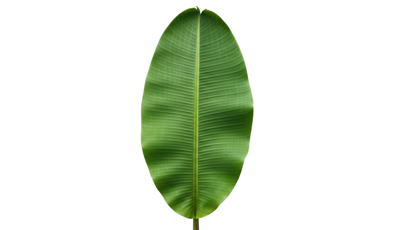 banana leaf decoration png PNG transparent background