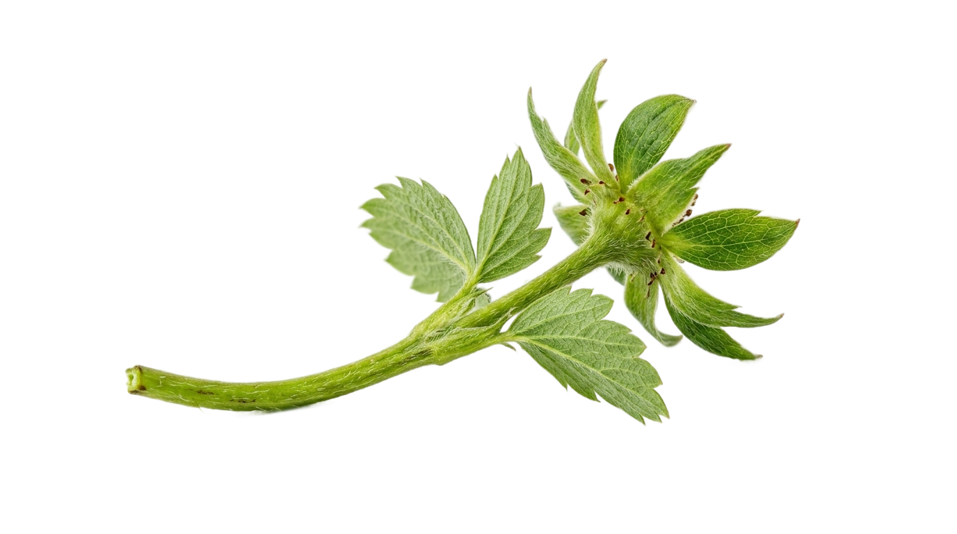 strawberry stem png PNG transparent background