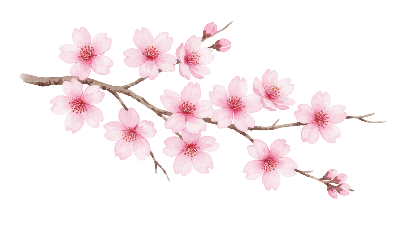 cherry blossom watercolor png PNG transparent background