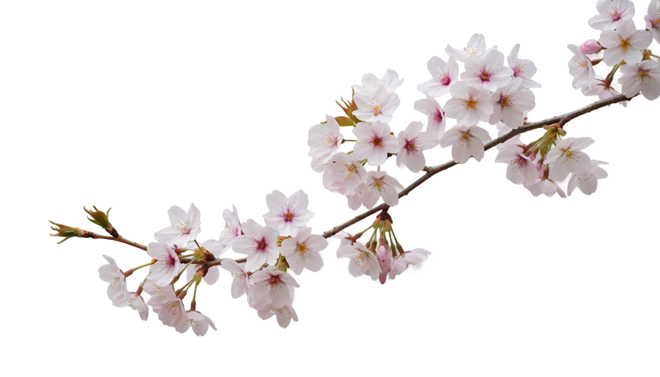cherry blossom sakura png PNG transparent background