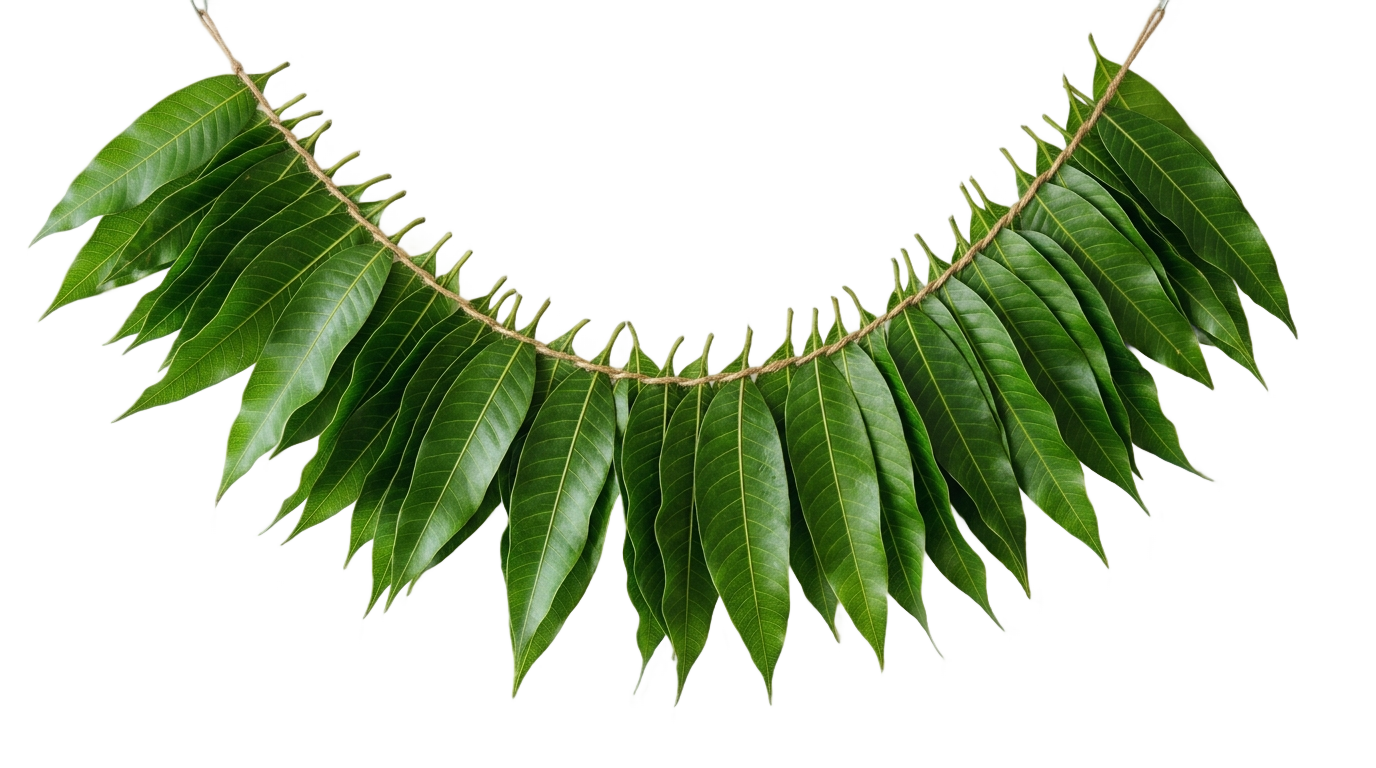 mango leaves decoration png PNG transparent background