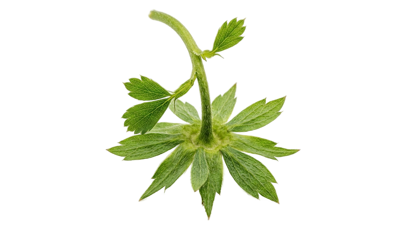 strawberry stem png PNG transparent background