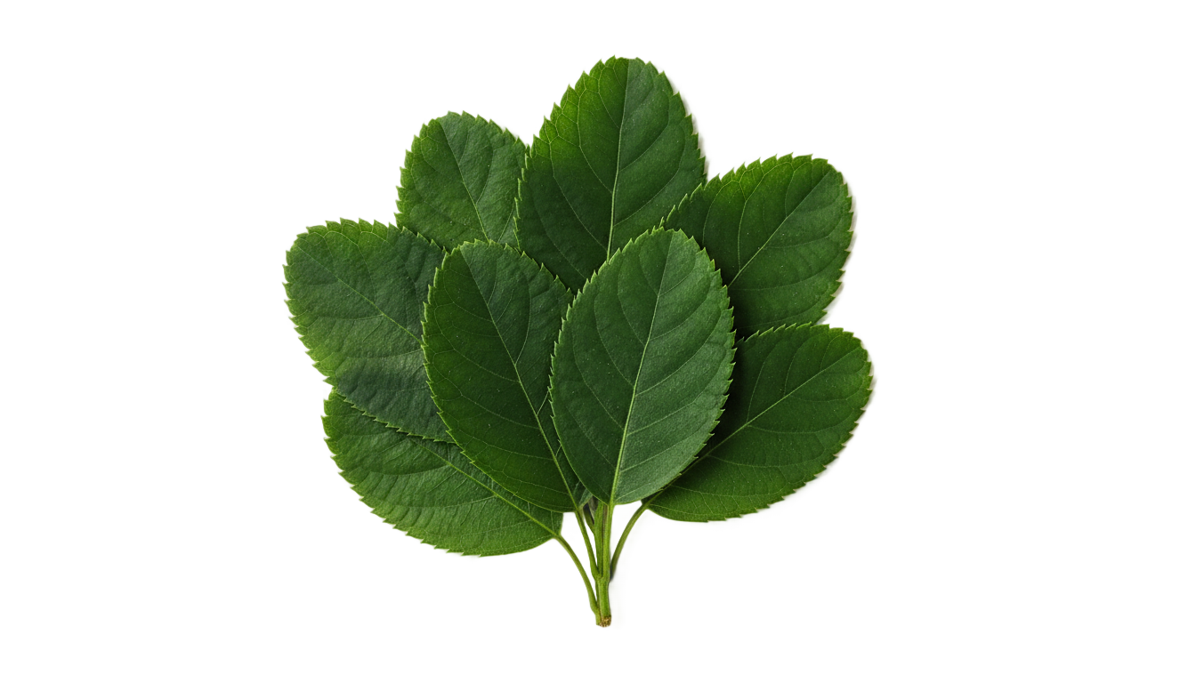 blueberry leaves png PNG transparent background