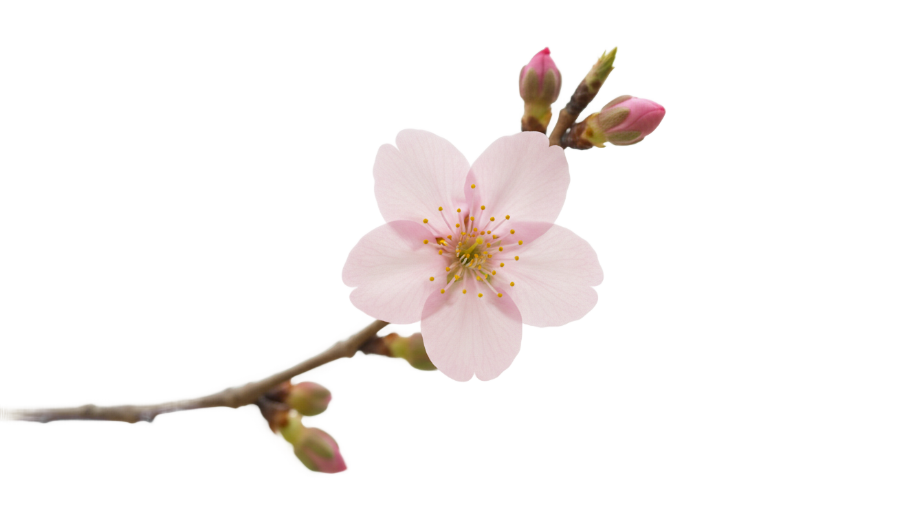 cherry blossom icon png PNG transparent background