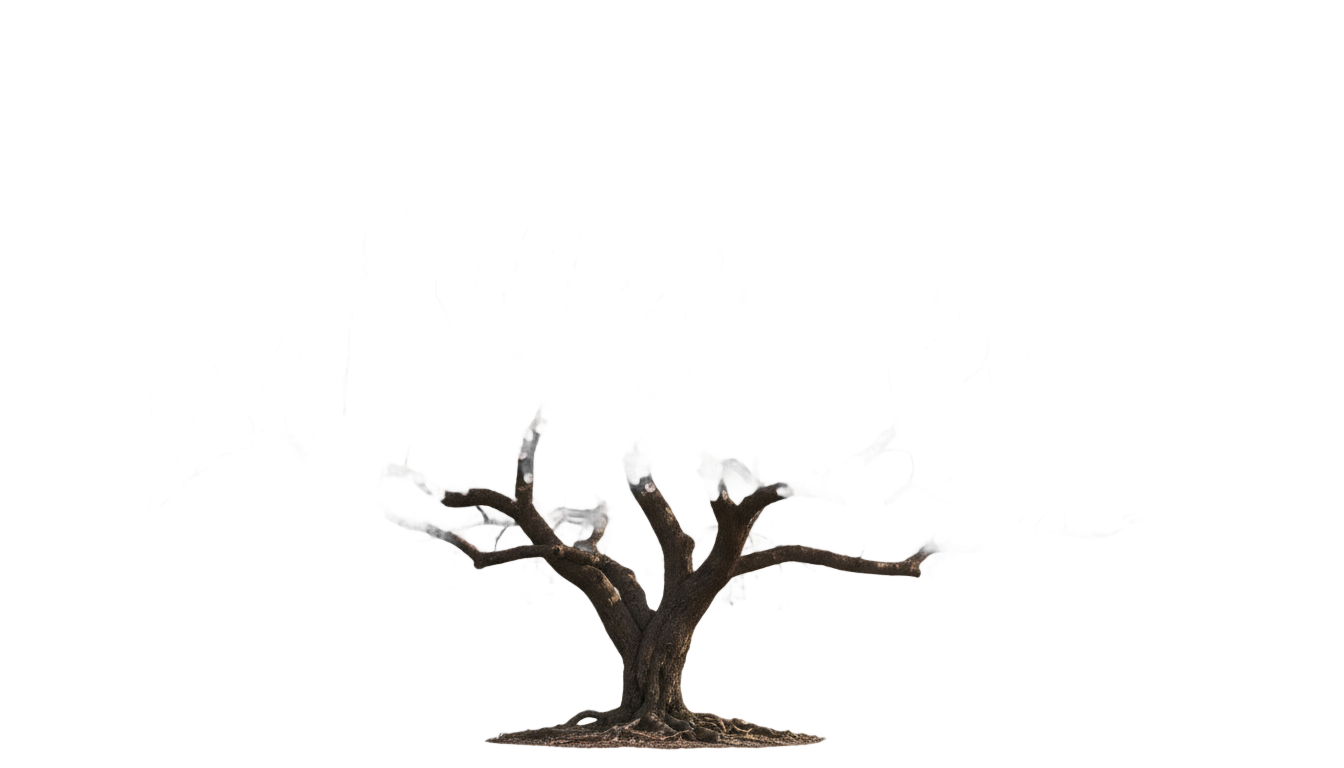 cherry blossom tree png PNG transparent background