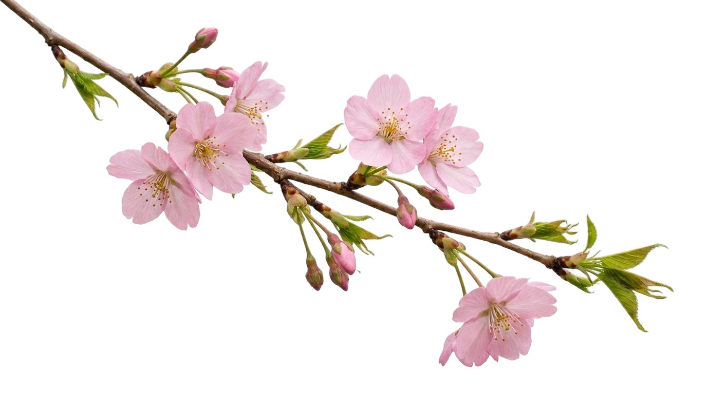 cherry blossom clip art png PNG transparent background