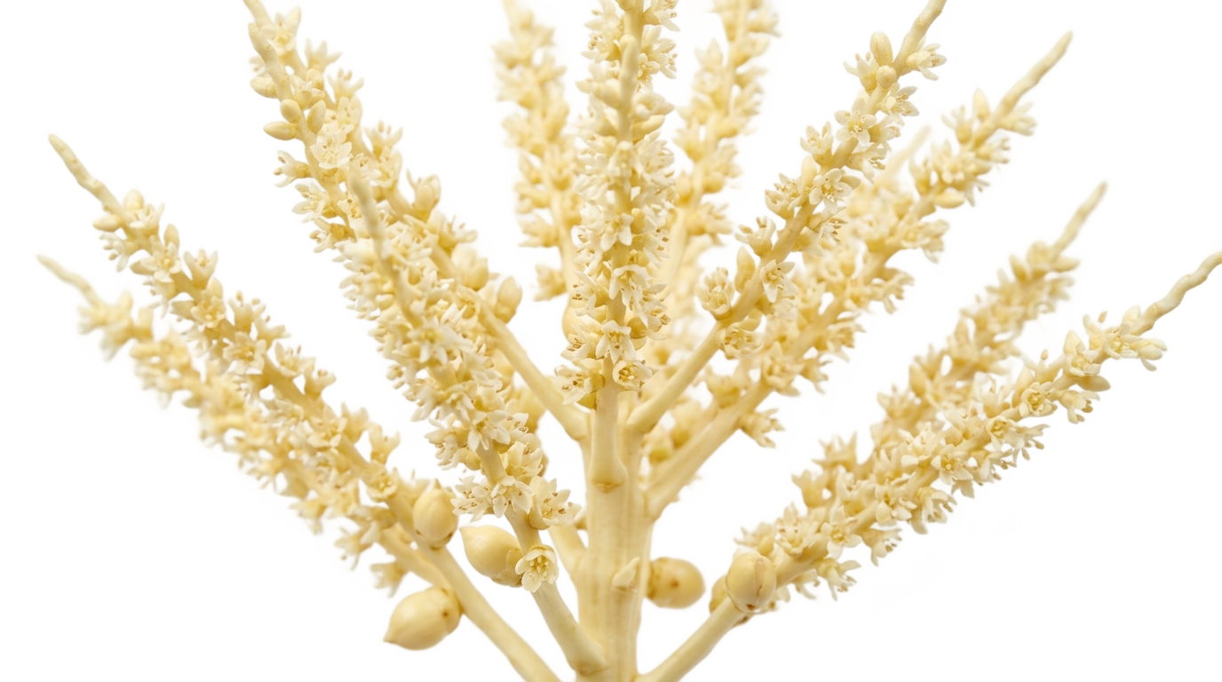 coconut flower png PNG transparent background
