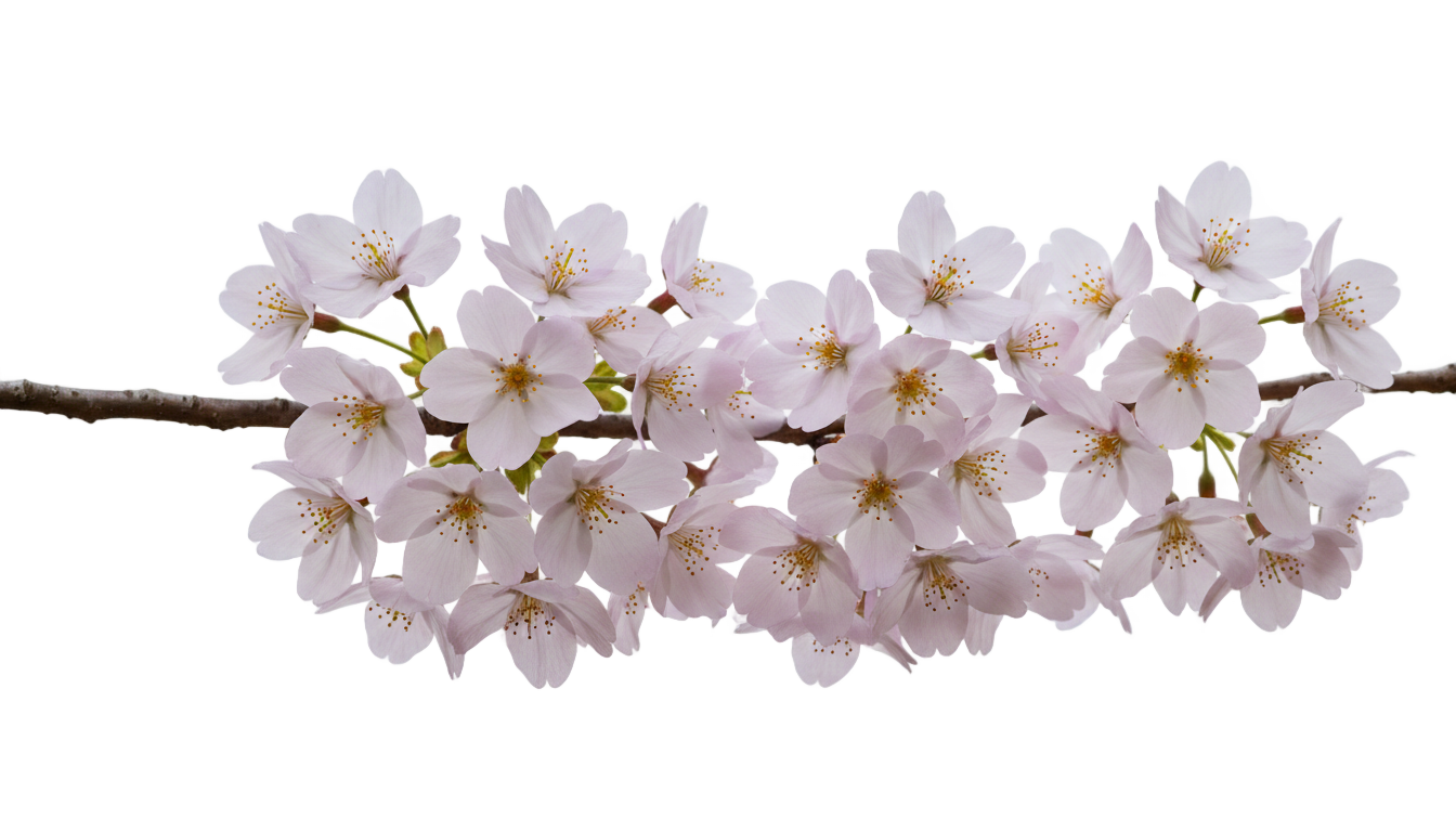 purple cherry blossom png PNG transparent background