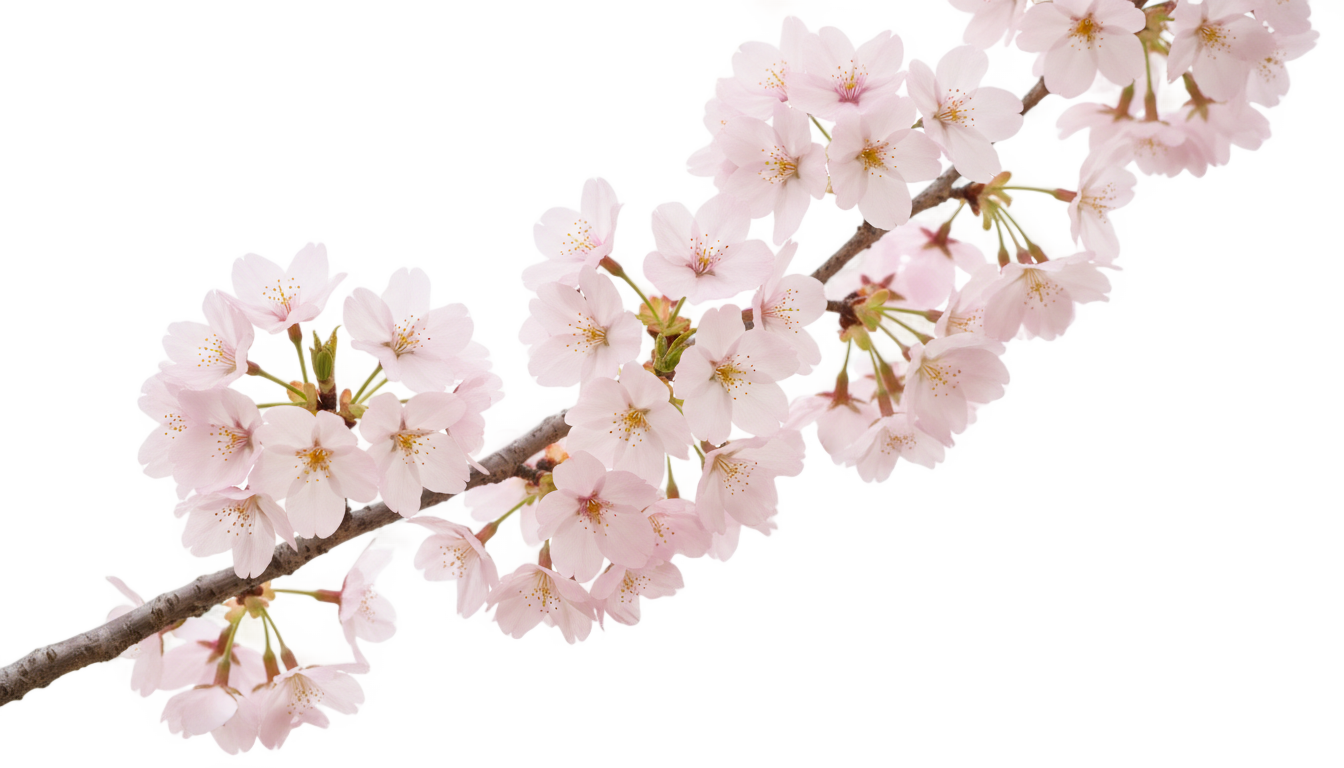 cherry blossom gif png PNG transparent background