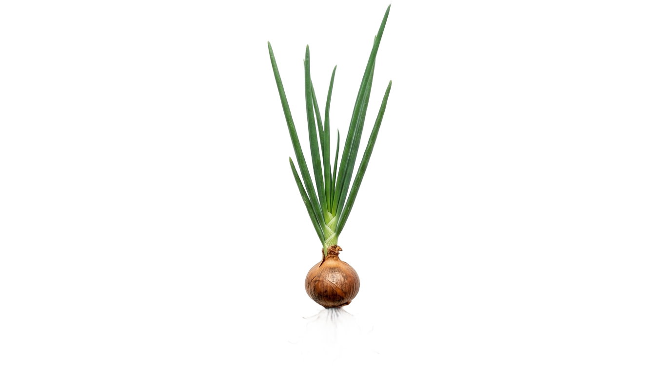 onion plant png PNG transparent background