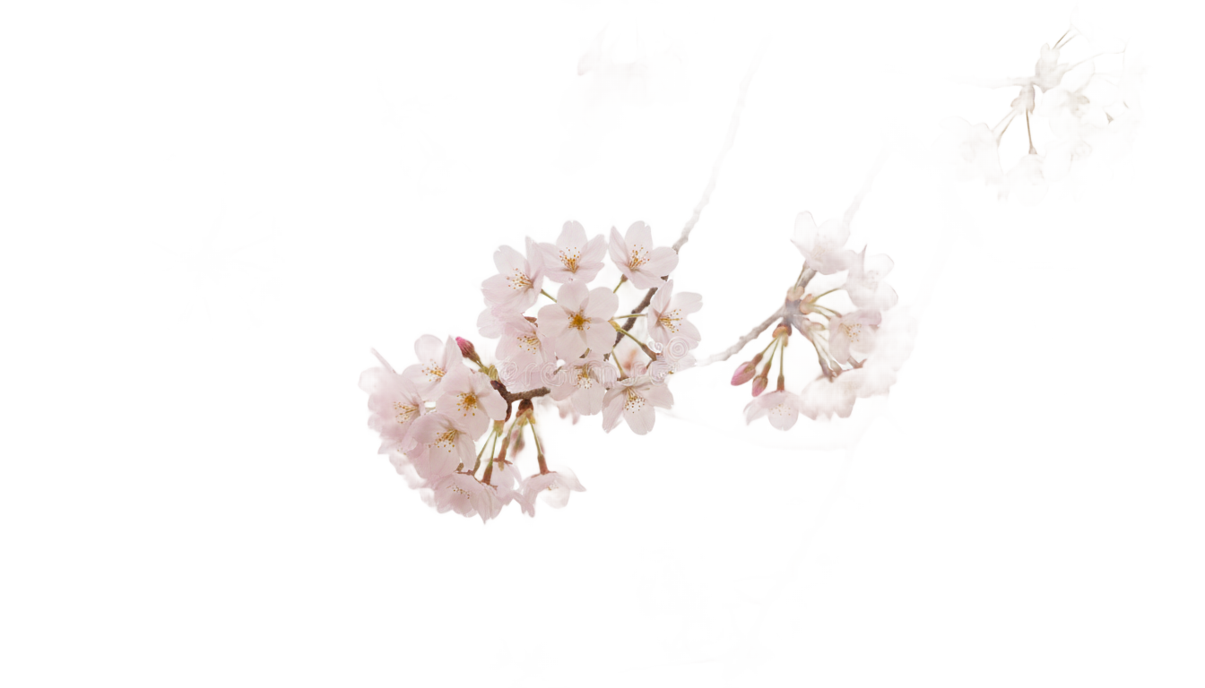 cherry blossom flowers png PNG transparent background