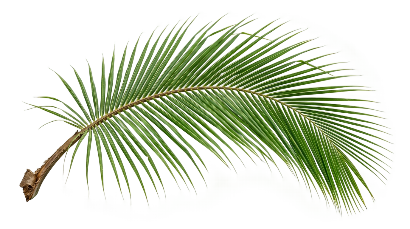 coconut branch png PNG transparent background