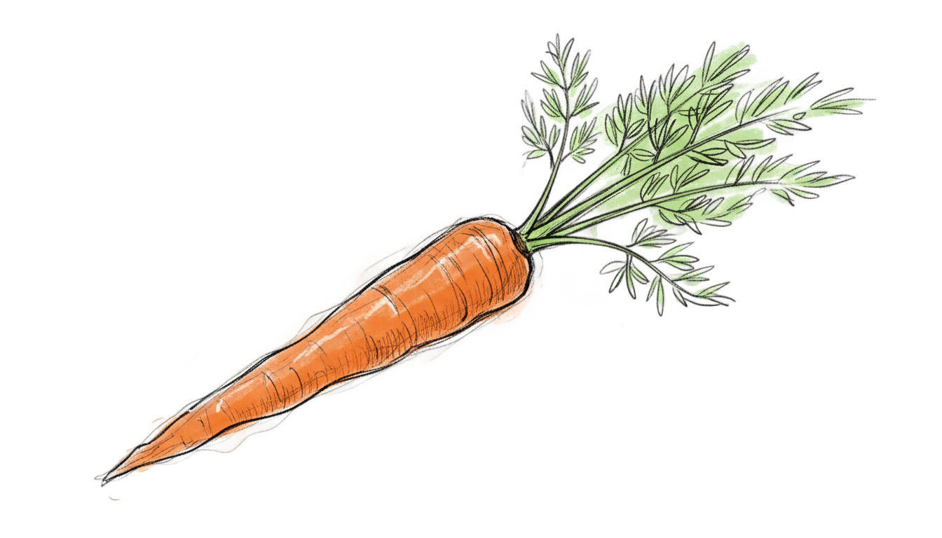 carrot drawing png PNG transparent background
