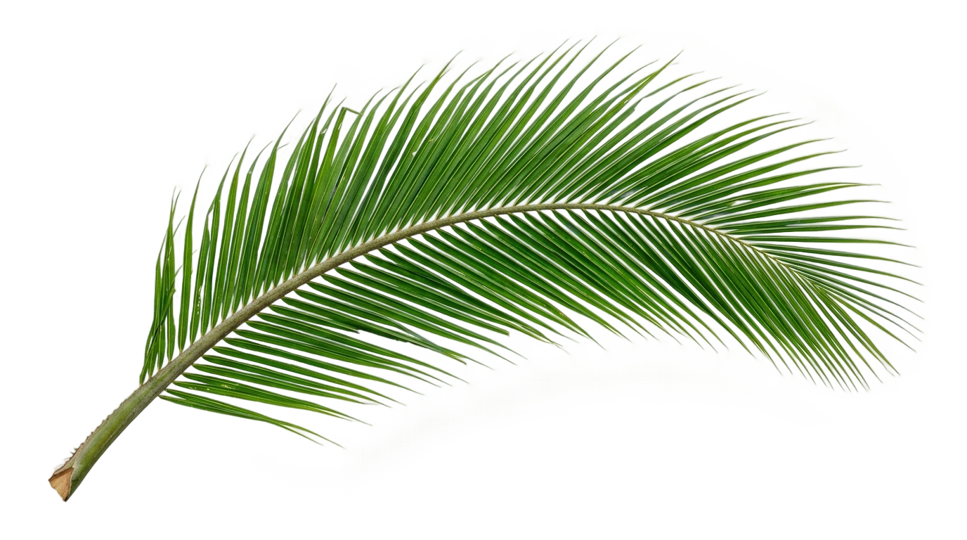 coconut tree leaf png PNG transparent background